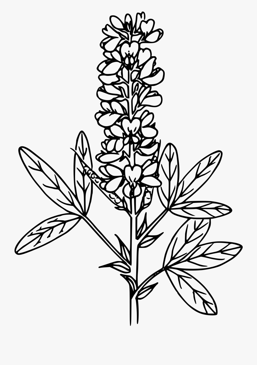 Mountain Pea - Line Art, Transparent Clipart