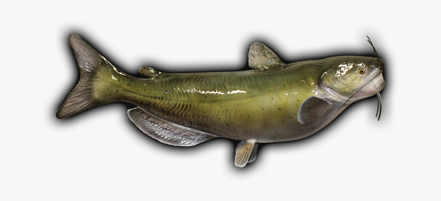 Clip Art Channel Fish Mount And - Color Is A Channel Catfish, Transparent Clipart