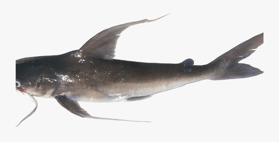 Clip Art Catfishing Photos - Atlantic Blue Marlin, Transparent Clipart