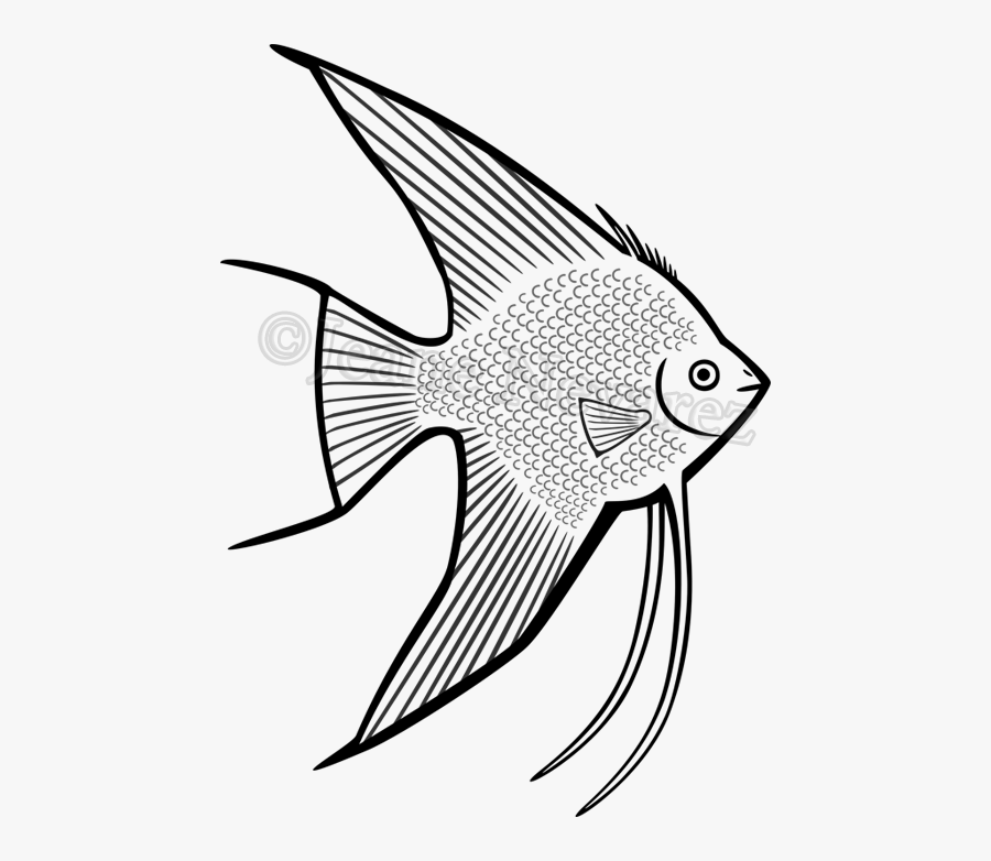 Collection Of Free Catfish Drawing Crappie Download - Angelfish Drawing, Transparent Clipart