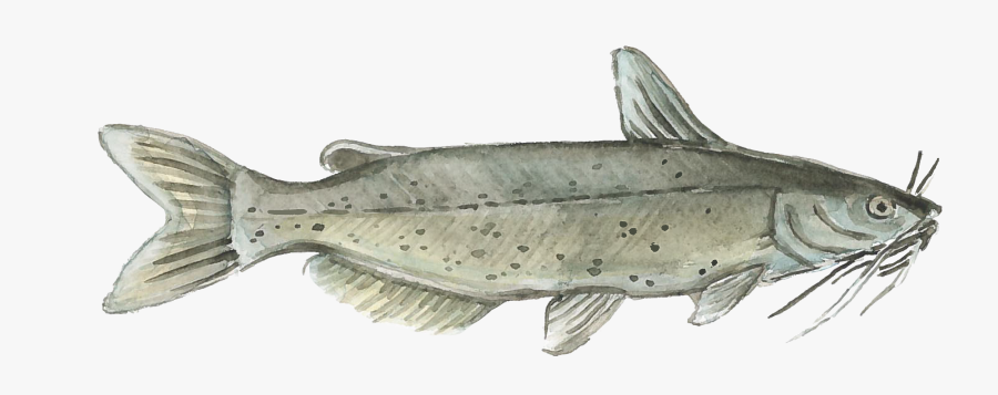 Harvest Select Catfish, Transparent Clipart