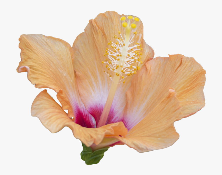 Clip Art Orange Hibiscus Flower - Hawaiian Hibiscus, Transparent Clipart