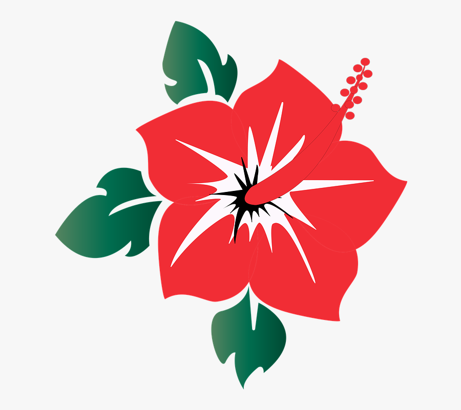 Hibiscus, Flower, Bloom, Summer, Nature, Tropical - Stock Illustration, Transparent Clipart