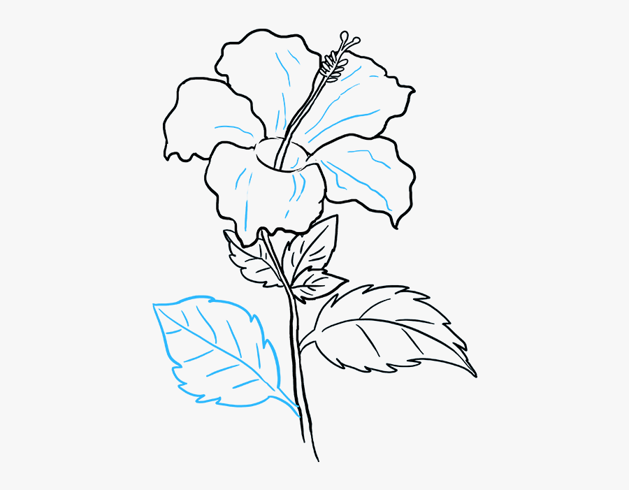 How To Draw Hibiscus - Hibiscus Flower Drawing Easy, Transparent Clipart