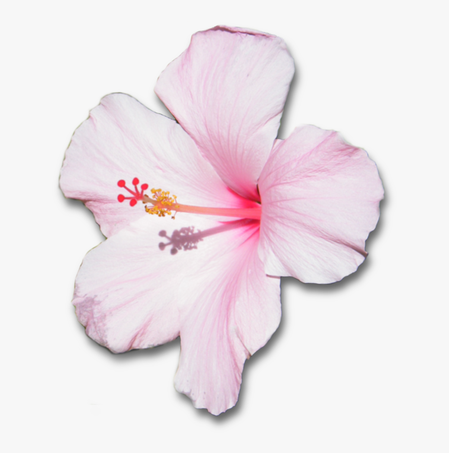 Clip Art Png For Free - Hibiscus Pink Flower Png, Transparent Clipart