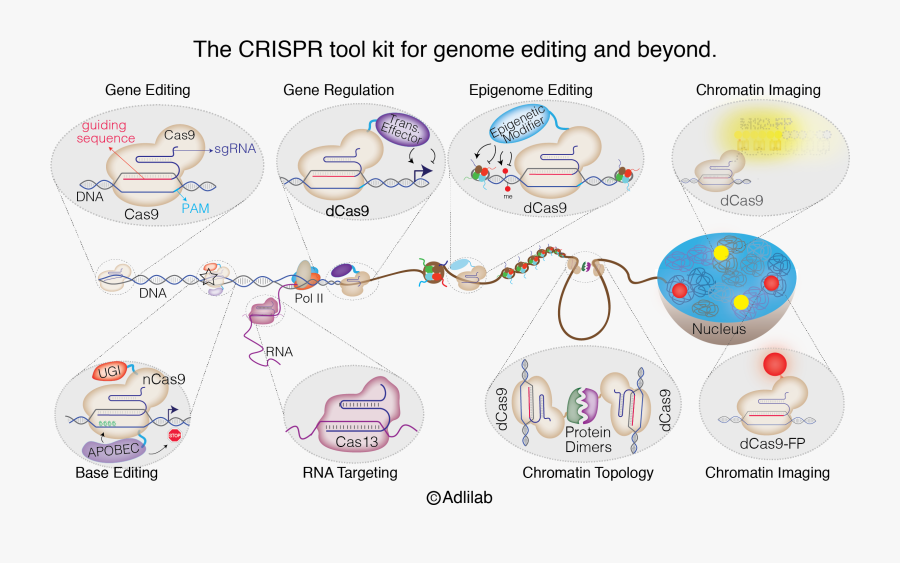 Genome Editing Crispr, Transparent Clipart