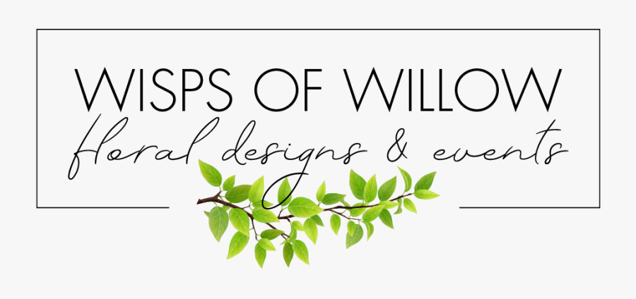 Wisps Of Willow - Calligraphy, Transparent Clipart