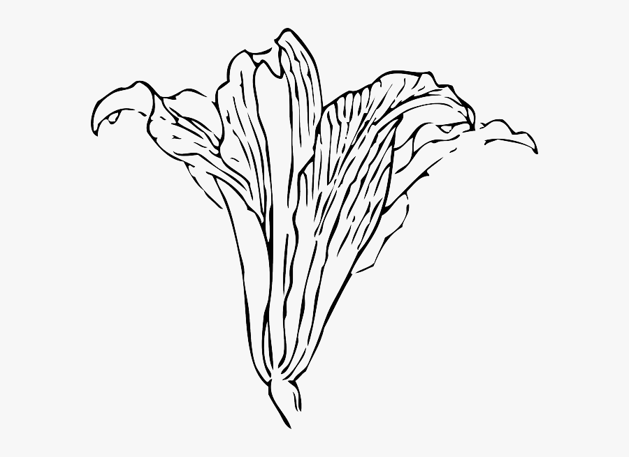 Gray Calla Lily Png, Transparent Clipart