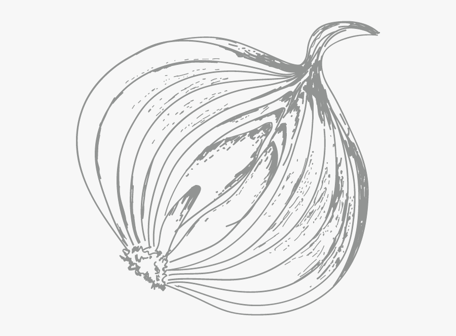 Cebolla Isadora - Sketch, Transparent Clipart