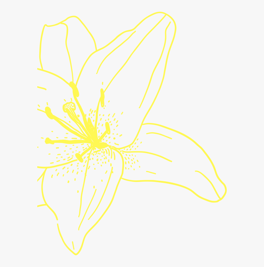 Lily Family, Transparent Clipart