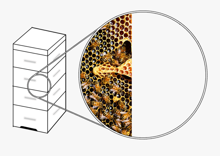 Picture - Circle, Transparent Clipart