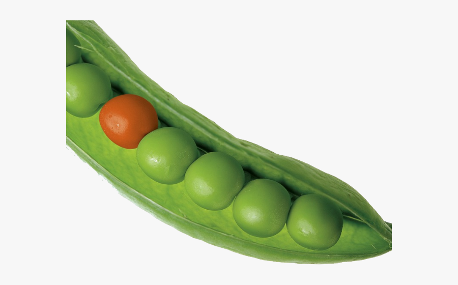 Pea Clipart Transparent - Single Vegetables Images Hd Png, Transparent Clipart