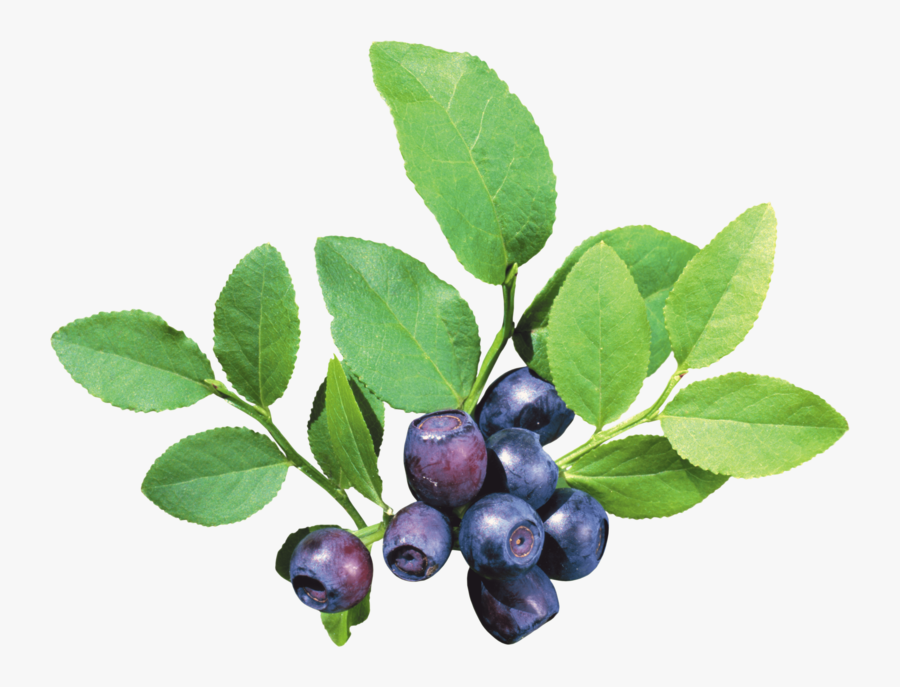 Blueberries - Blueberry Tree Png, Transparent Clipart