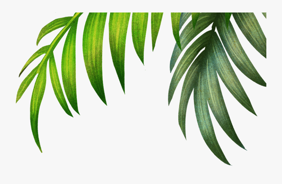 Yew Family, Transparent Clipart