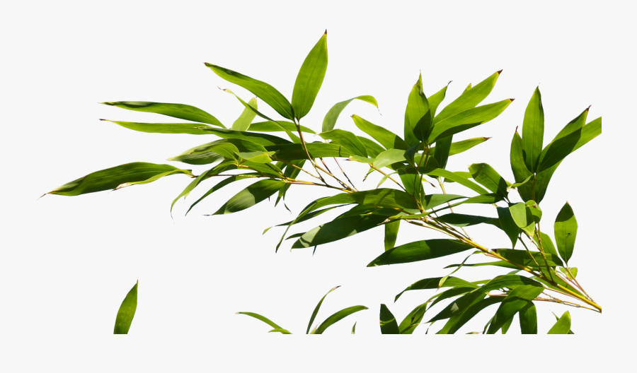 Bamboo Leaves Png Free Transparent Clipart Clipartkey