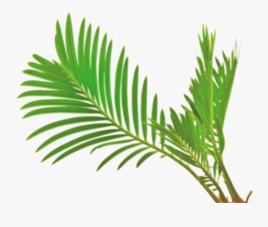 Palm Front - Business Transformation - Vector Palm Leaves Png, Transparent Clipart