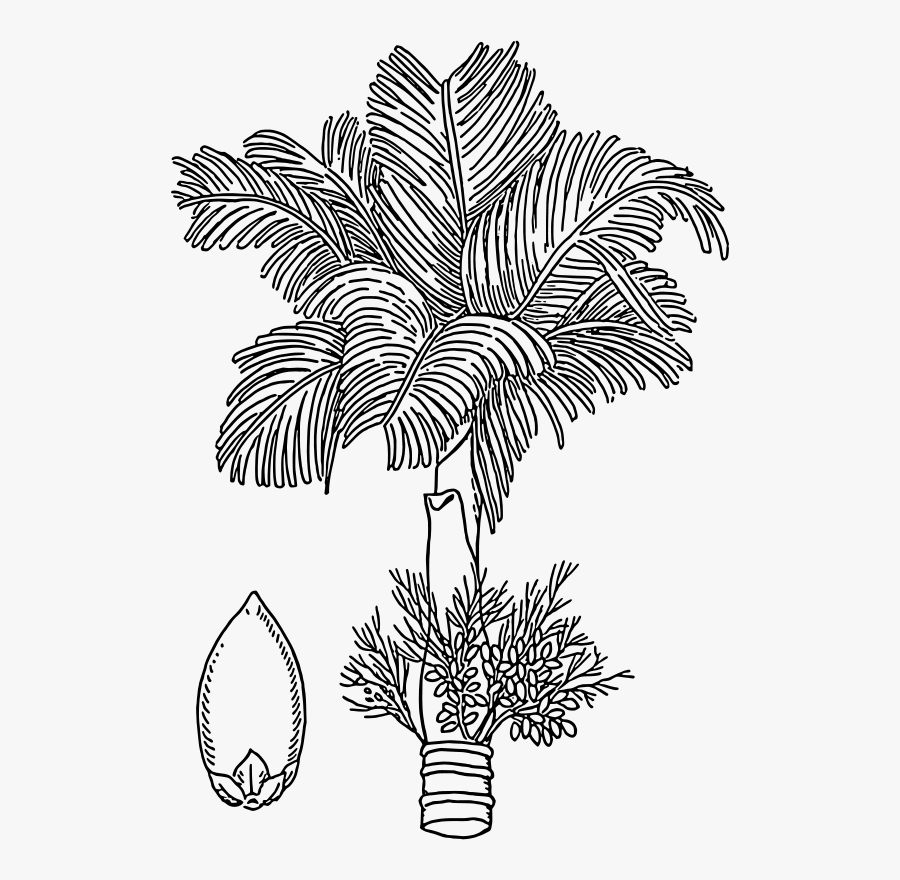 Betel Nut Tree Drawing, Transparent Clipart