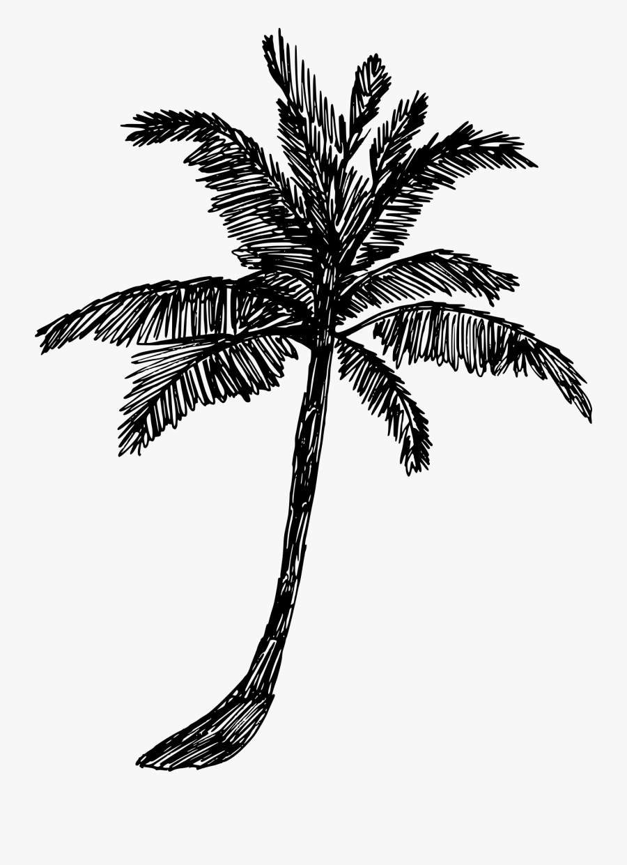 Png Palm Tree Drawn, Transparent Clipart