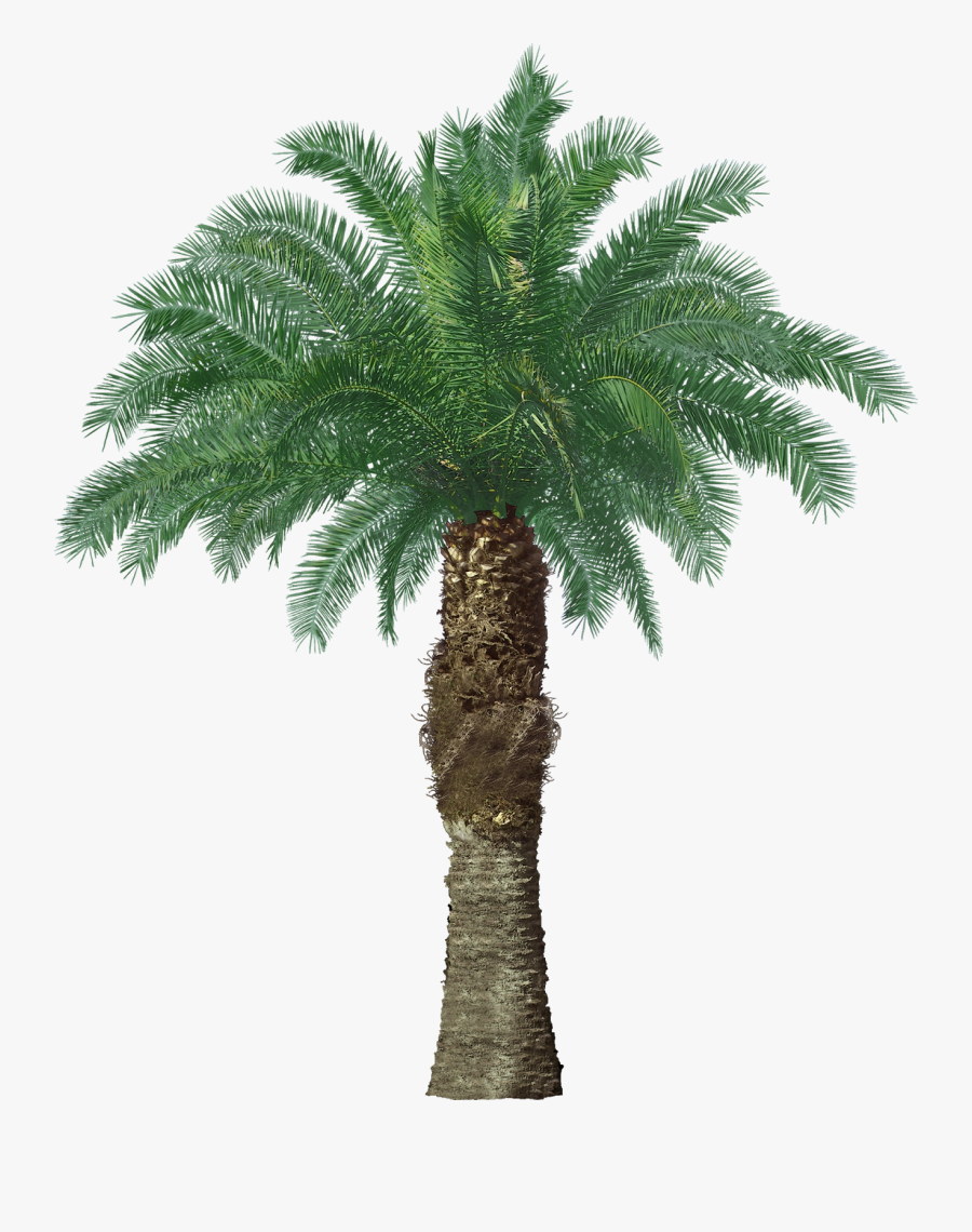 Palm Branch Clip Art, Transparent Clipart