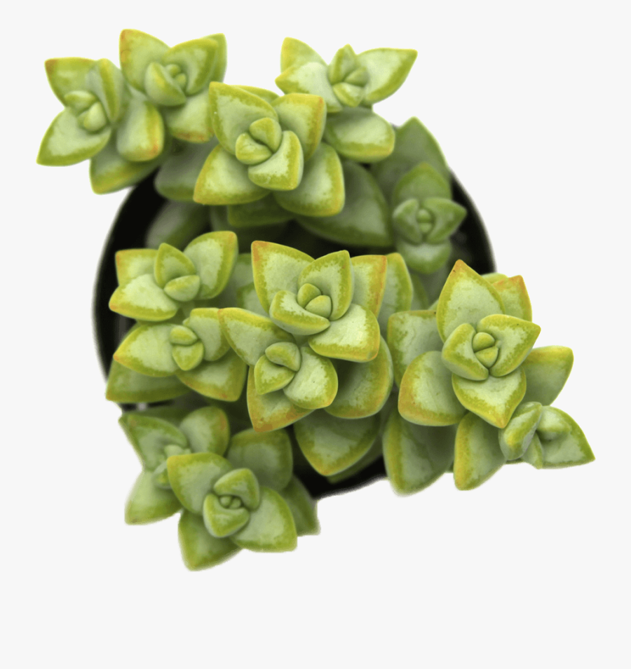 Crassula Rupestris "rosary Vine - Pachyphytum, Transparent Clipart