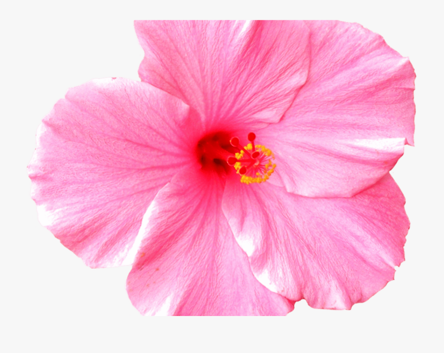 Hawaiian Border Clip Art Joy Studio Design Gallery - Png White Background Pink Flower, Transparent Clipart