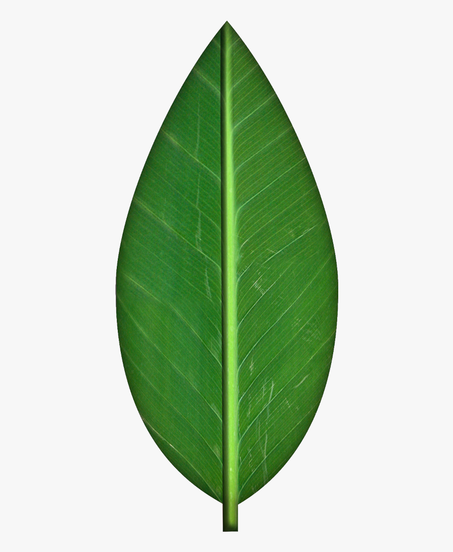 Green Leaf Clip Art - Leaf Texture, Transparent Clipart