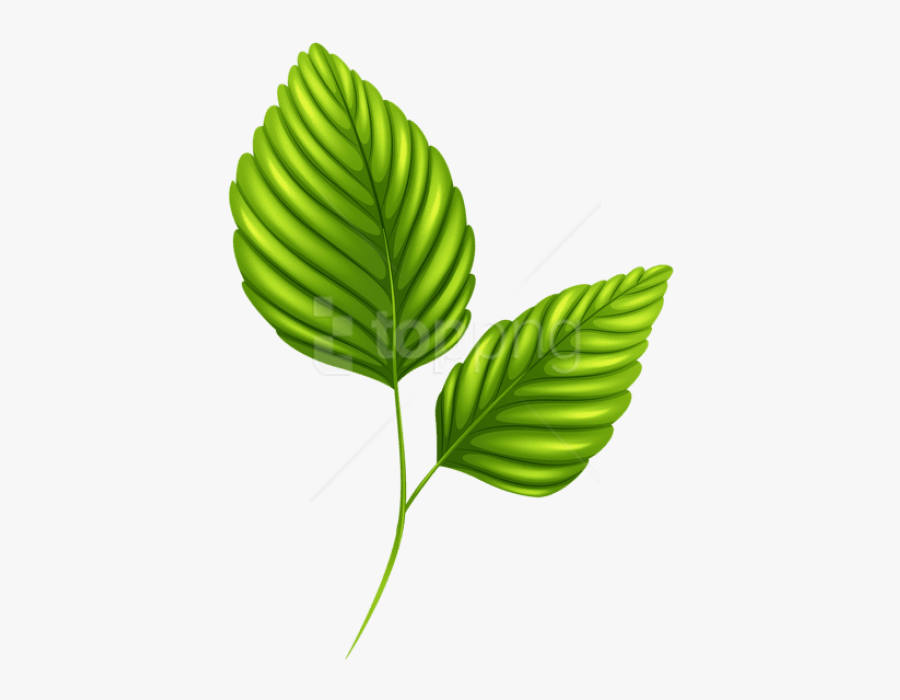Download Two Leaves Clipart - Two Green Leaves Clipart, Transparent Clipart