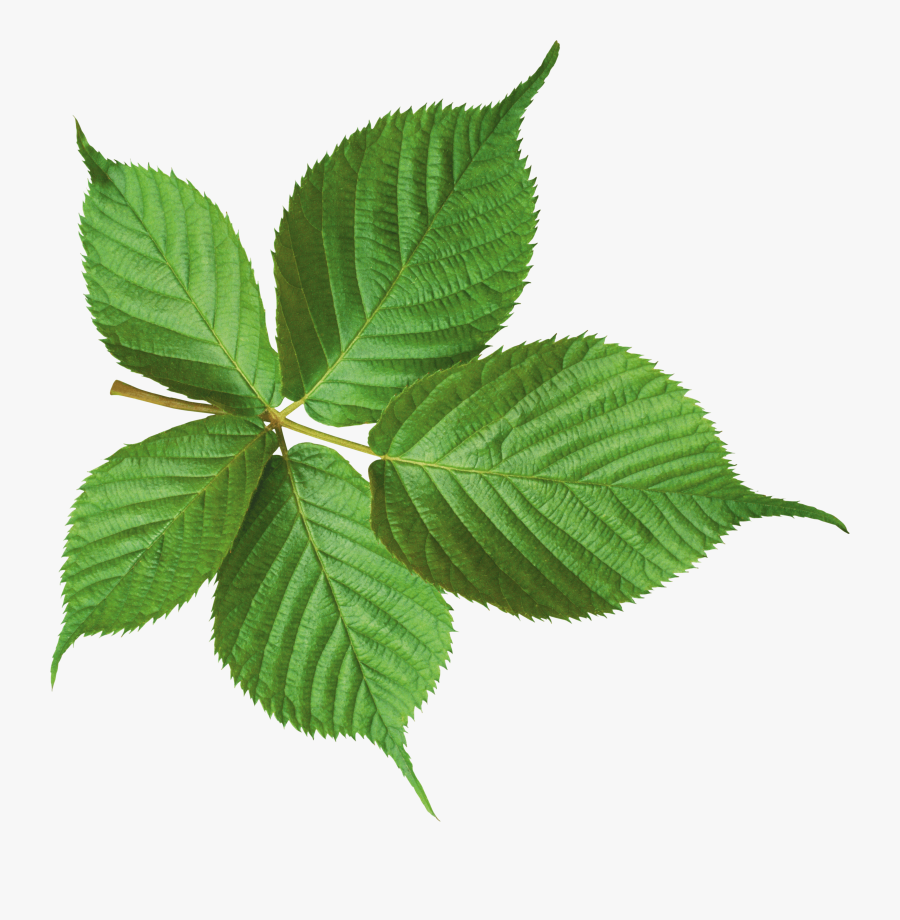 Large Green Leaf Clip Arts - Potato Leaf Png, Transparent Clipart