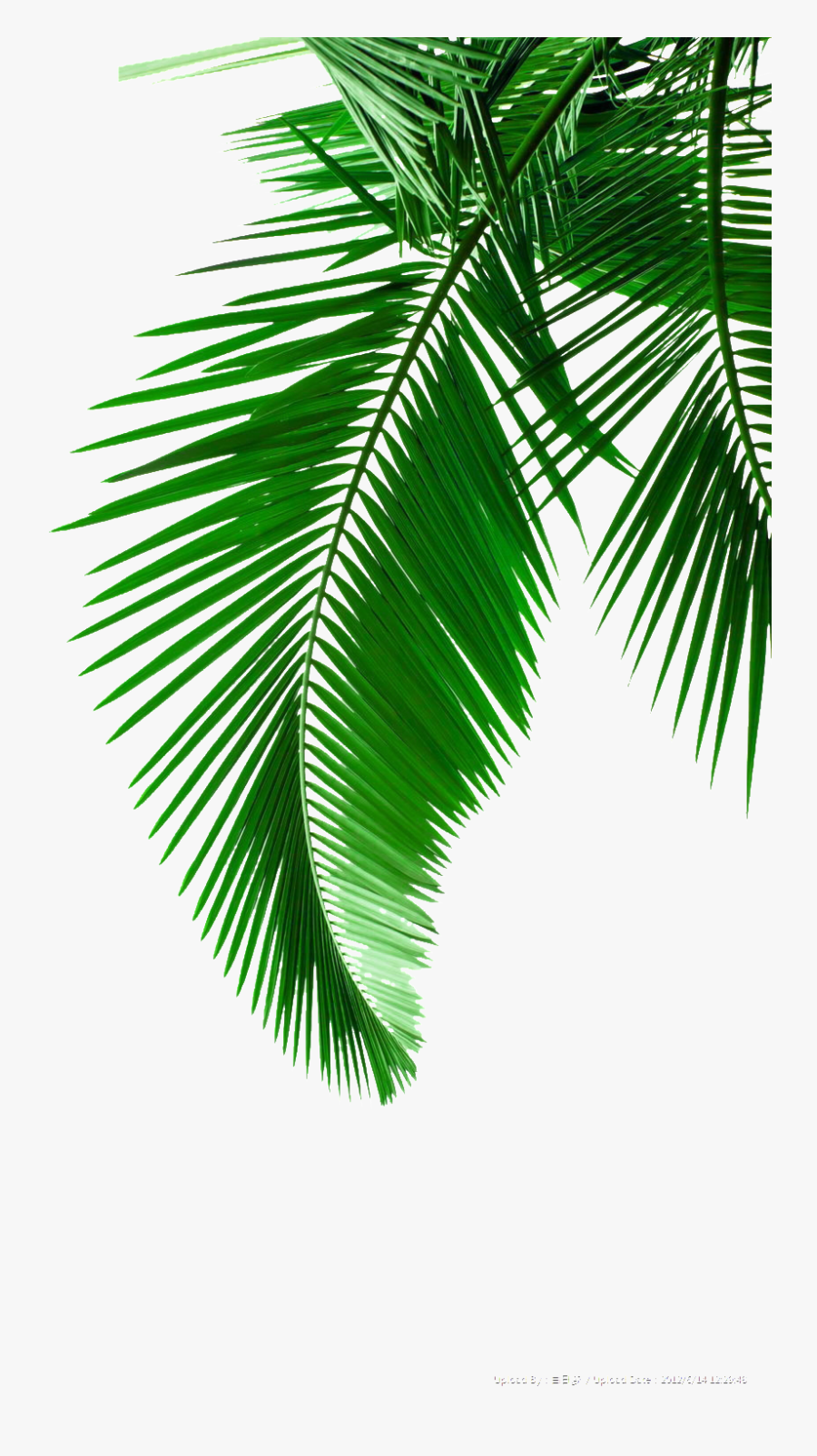 Creative Green Leaf Drawing Transparent Decorative - Black And White Palm Tree Leaves, Transparent Clipart
