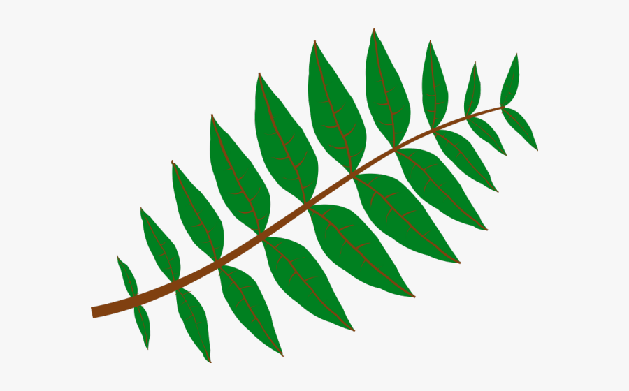 Leaf Clipart Leaf Shape - Leaves Clipart, Transparent Clipart