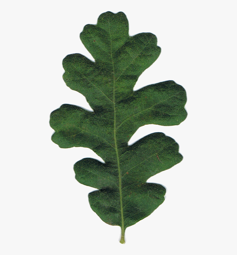 Green Oak Leaf Clip Art For Kids - Gambel Oak, Transparent Clipart