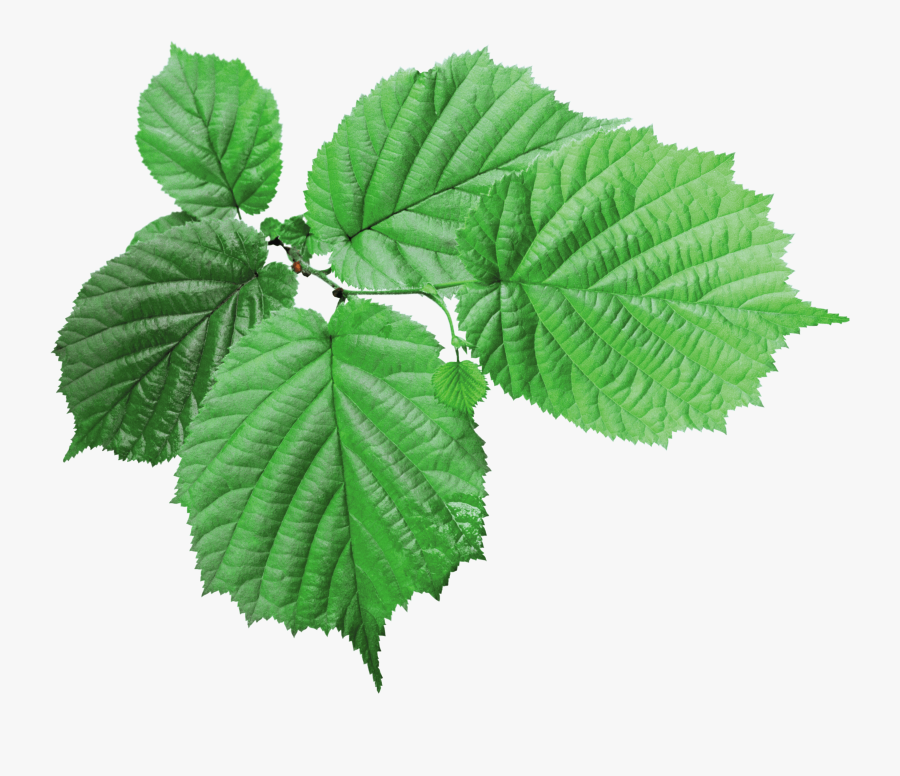Textured Green Leaf Clip Arts - Rose Leaves Transparent Background, Transparent Clipart