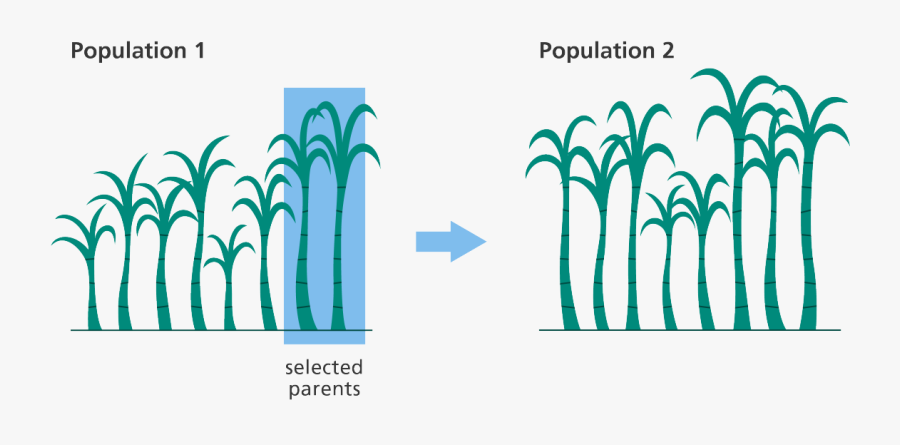 A Graphic Depicting The Process Of Selectively Breeding, Transparent Clipart