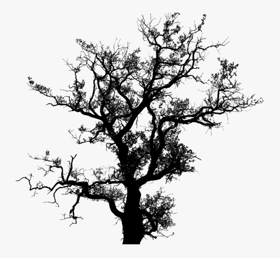 Tree Silhouette Drawing Trunk Free Commercial Clipart - Small Tree Silhouette Png, Transparent Clipart