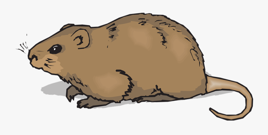 Watching, Animal, Tail, Fur, Coypu, Watch - Hamster Clipart, Transparent Clipart