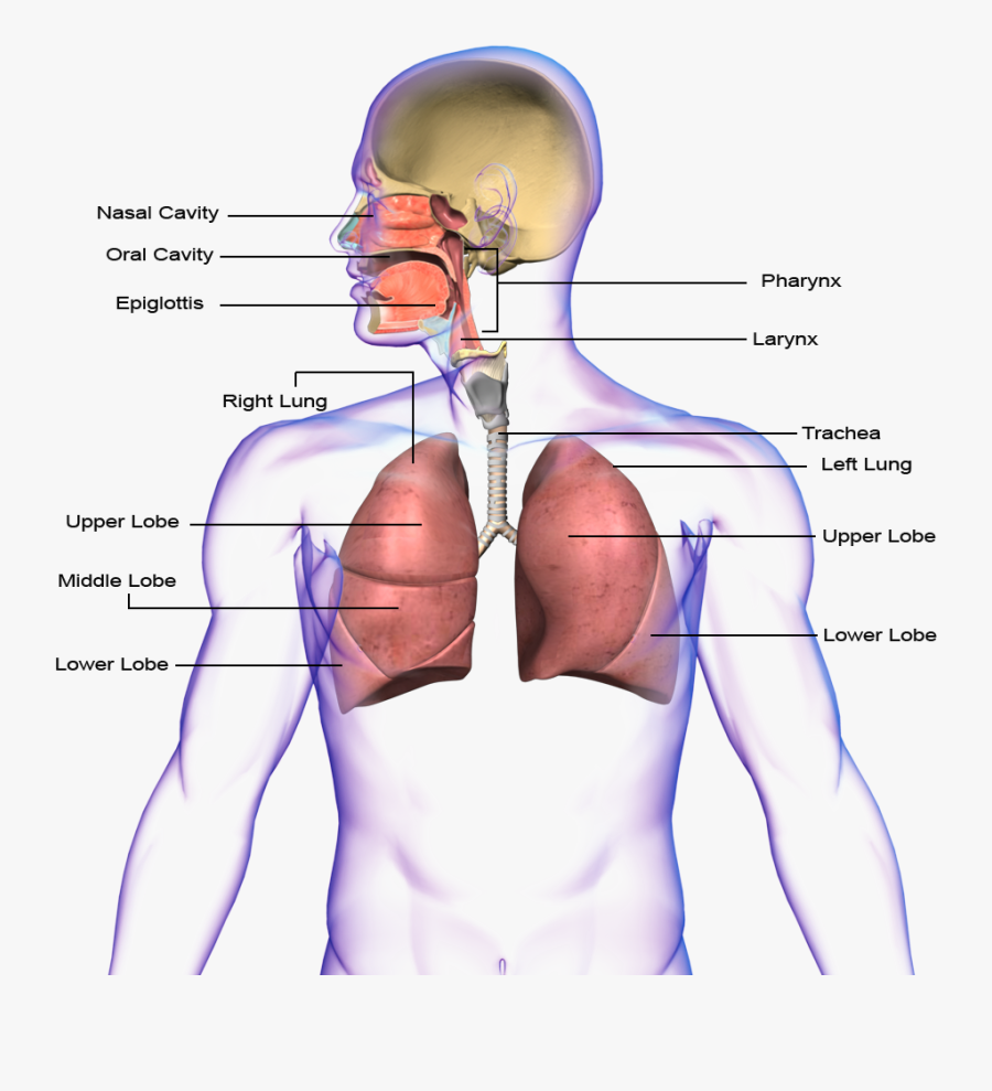 Png Transparent Images - Circulatory System And Respiratory System Transparent, Transparent Clipart