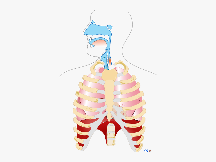Clip Art Respiratory System 3d Model - Human Respiratory System Png, Transparent Clipart