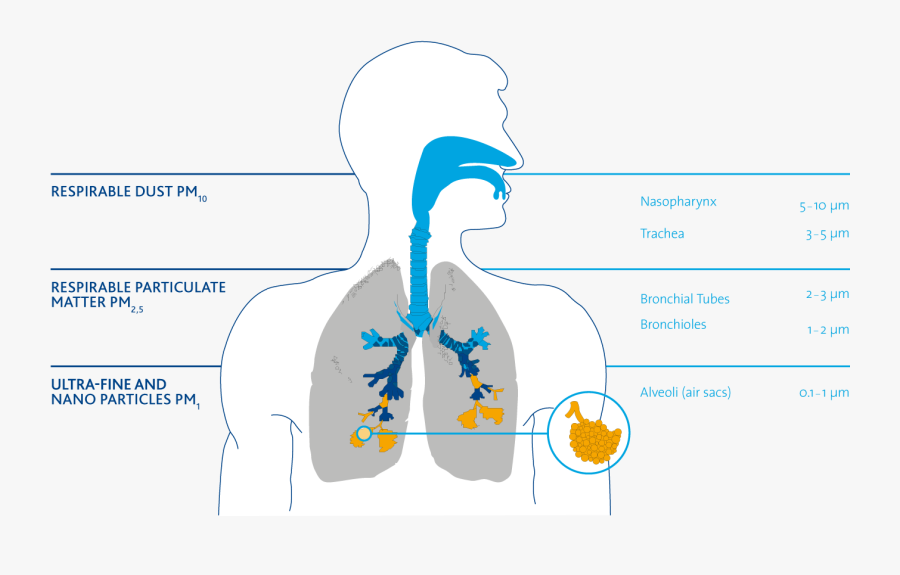 Particles In The Respiratory Tract - Polveri Nelle Vie Respiratorie, Transparent Clipart