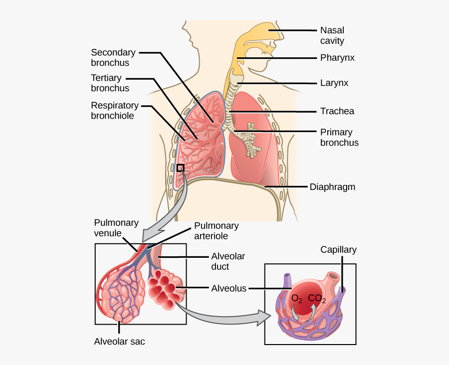Clip Art Lungs Anatomy - Human Gas Exchange System A Level, Transparent Clipart