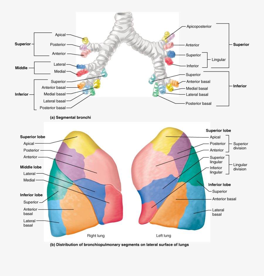 Anatomy Of Bronchopulmonary Segment, Transparent Clipart