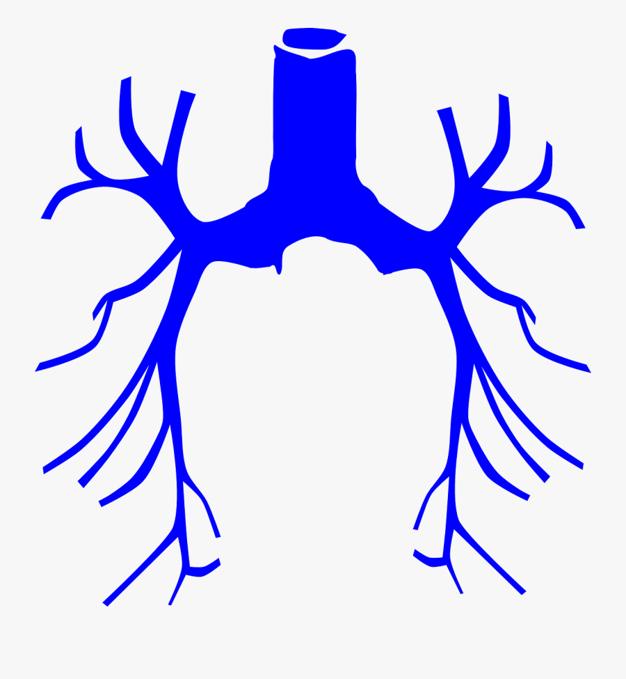 Lungs Clip Art, Transparent Clipart