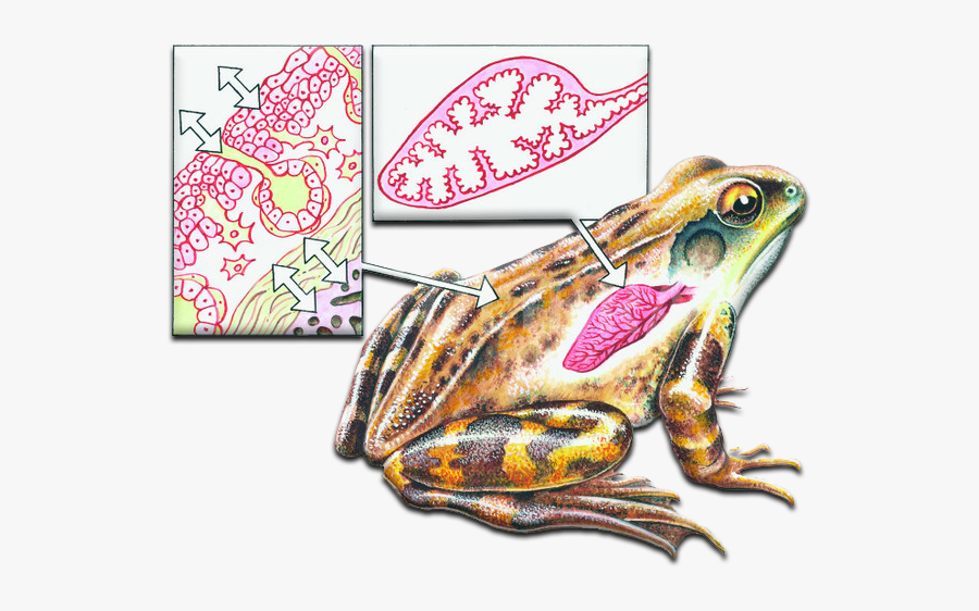 Frogs Breathing Through Skin, Transparent Clipart