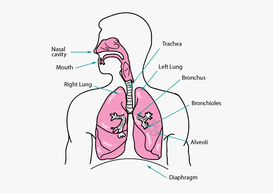 Lungs Clipart Cardiorespiratory Fitness - Respiratory System Gif Transparent Bg, Transparent Clipart