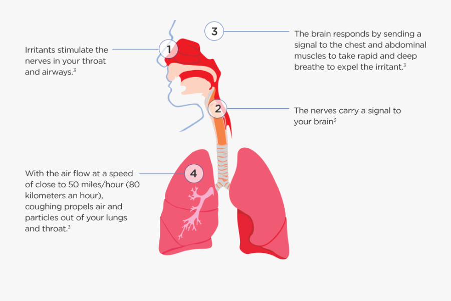 How Do We Cough - Acute Respiratory Infections, Transparent Clipart