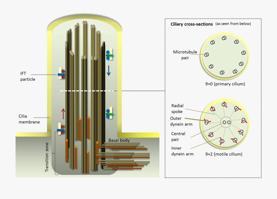Cilium Structure - Structure Of A Cilia, Transparent Clipart