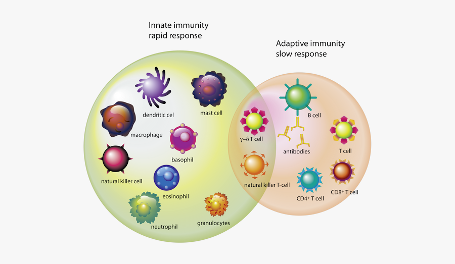 Picture, Transparent Clipart