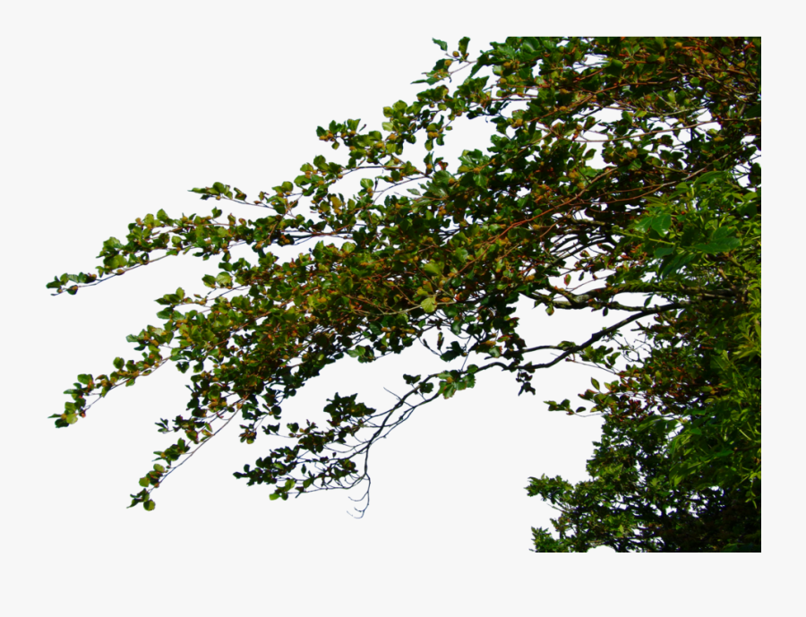 Transparent Tree Without Leaves Clipart - Tree Leaves Png, Transparent Clipart