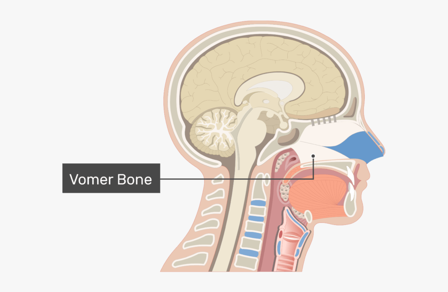 Bipolar Neurons In Nose, Transparent Clipart