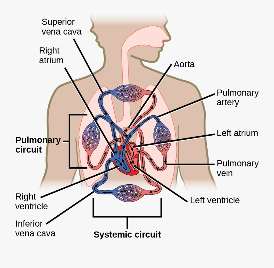 Transparent Circulatory System Clipart - Part Of The Cells, Transparent Clipart