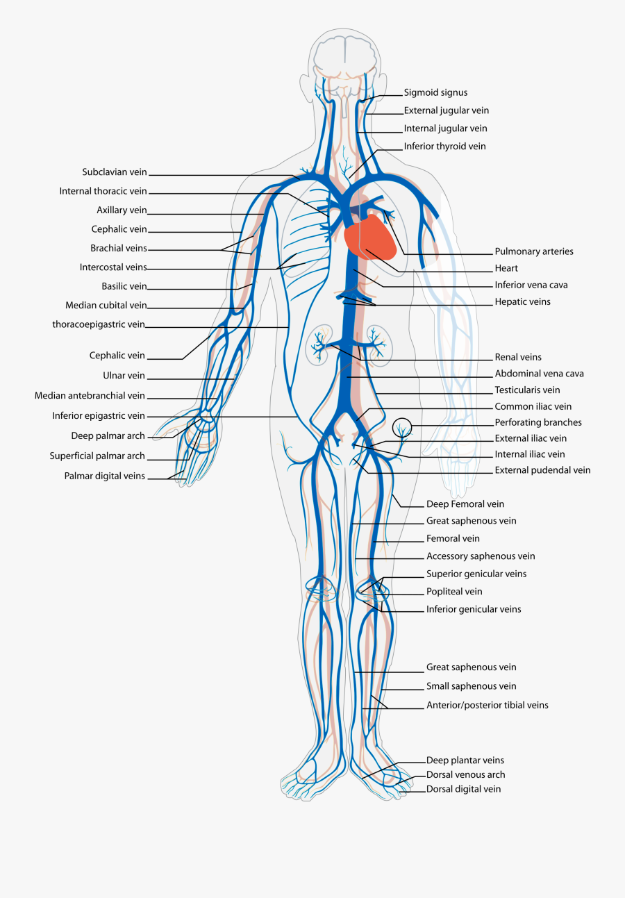 Anatomy Coloring Book Cardiovascular System, Transparent Clipart